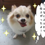 笑顔舌出しチワワ