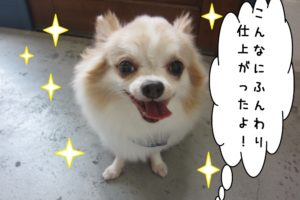 笑顔舌出しチワワ