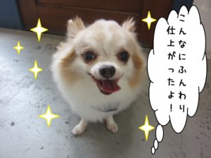 笑顔舌出しチワワ