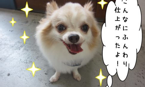 笑顔舌出しチワワ