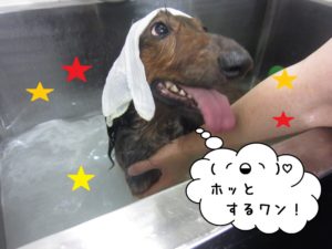 スパ中ミニチュアダックス