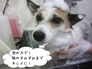 シャンプー中ミックス