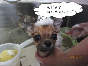シャンプー中チワワ
