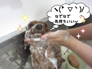 シャンプー中トイプードル