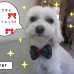 おすまし正面マルチーズ