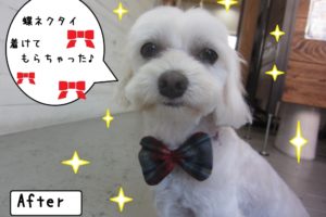 おすまし正面マルチーズ