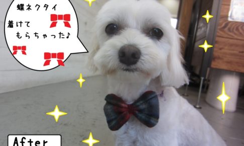 おすまし正面マルチーズ