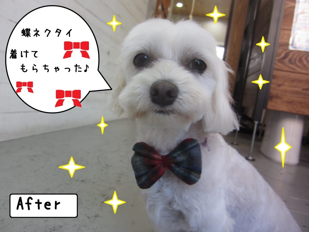 おすまし正面マルチーズ