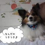 くつろぎパピヨン