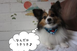 くつろぎパピヨン