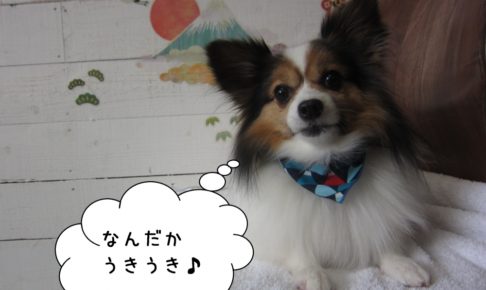 くつろぎパピヨン