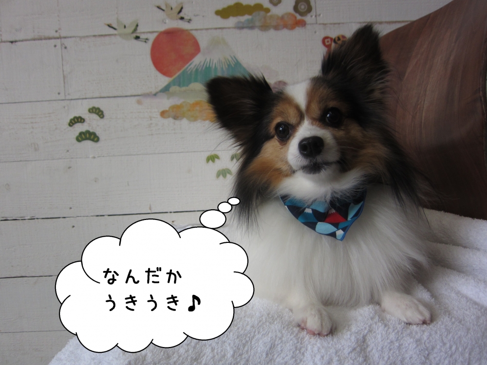 くつろぎパピヨン