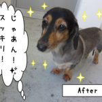 おすましミニチュアダックス