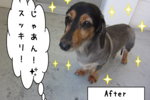 おすましミニチュアダックス