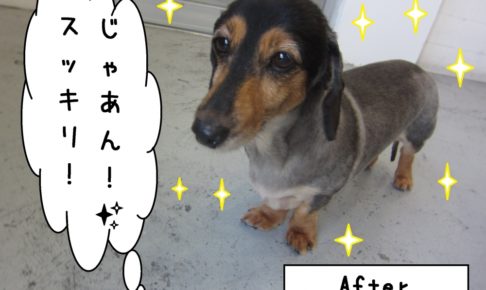 おすましミニチュアダックス