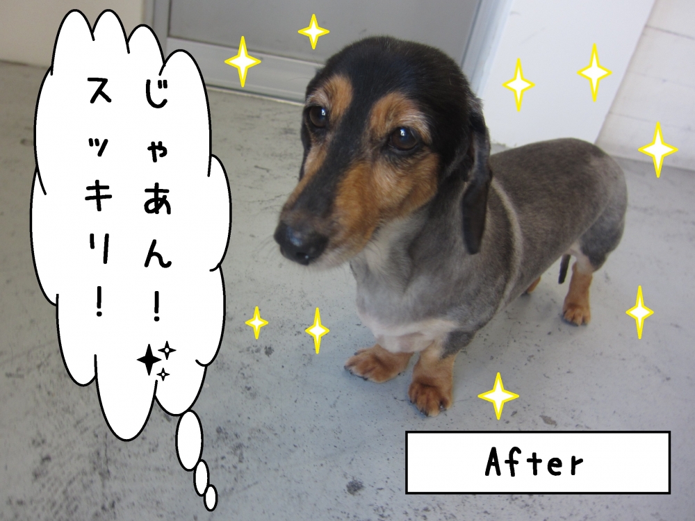 おすましミニチュアダックス