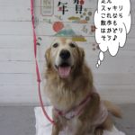 笑顔舌出しゴールデンレトリーバー