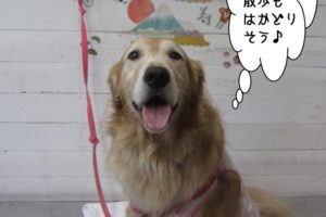 笑顔舌出しゴールデンレトリーバー