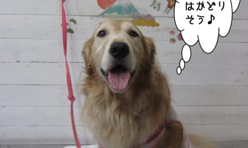 笑顔舌出しゴールデンレトリーバー