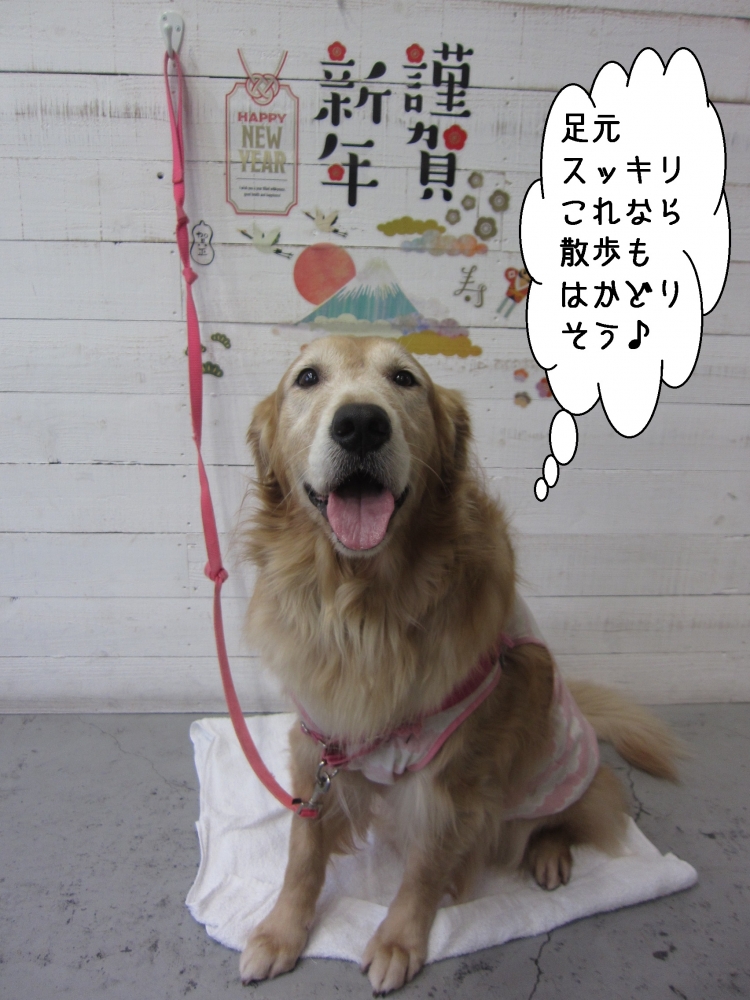 笑顔舌出しゴールデンレトリーバー