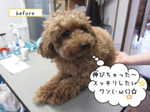 カット前トイプードル
