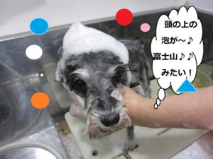 シャンプー中Mシュナ