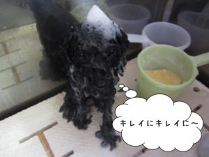 シャンプー中黒トイプードル