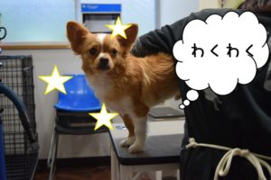 カット中チワワ