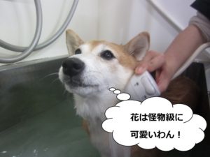 スパ中柴犬