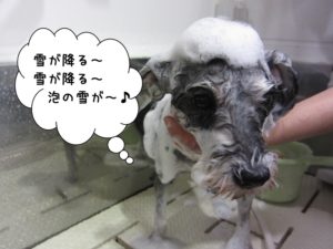 シャンプー中Mシュナ