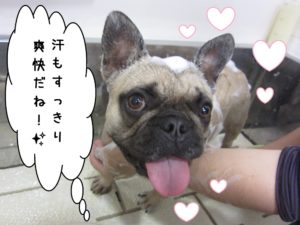 シャンプー中フレンチブルドッグ