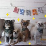 全員集合チワワ