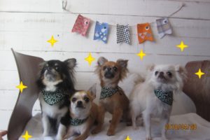 全員集合チワワ