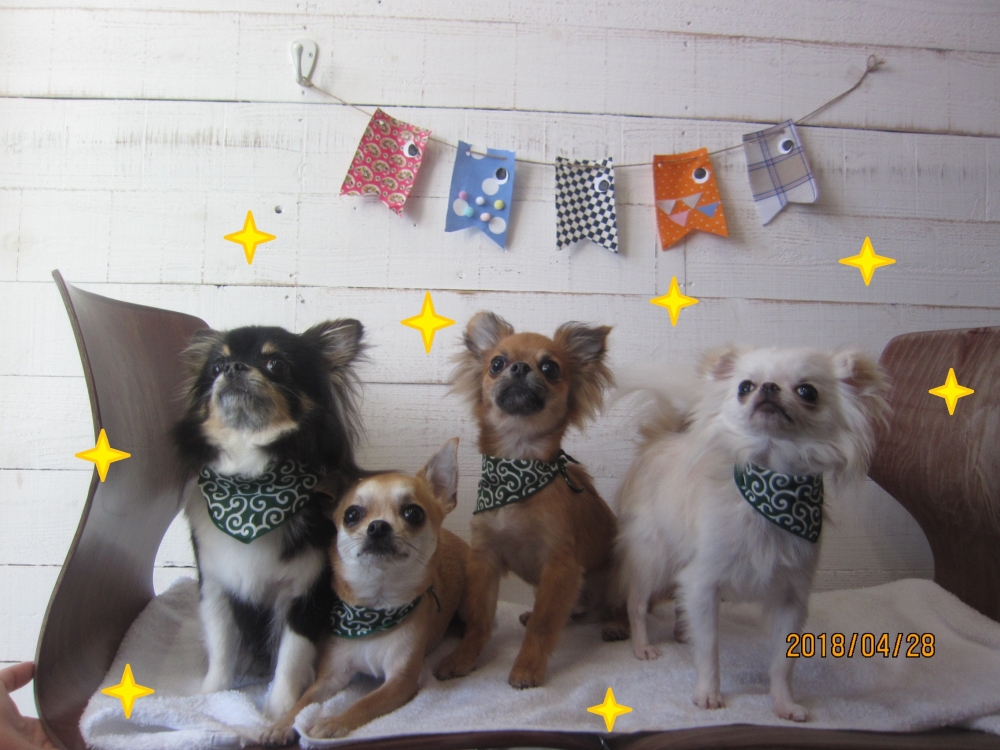 全員集合チワワ