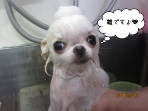 シャンプー中チワワ