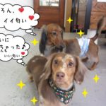 二人ミニチュアダックス