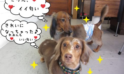 二人ミニチュアダックス