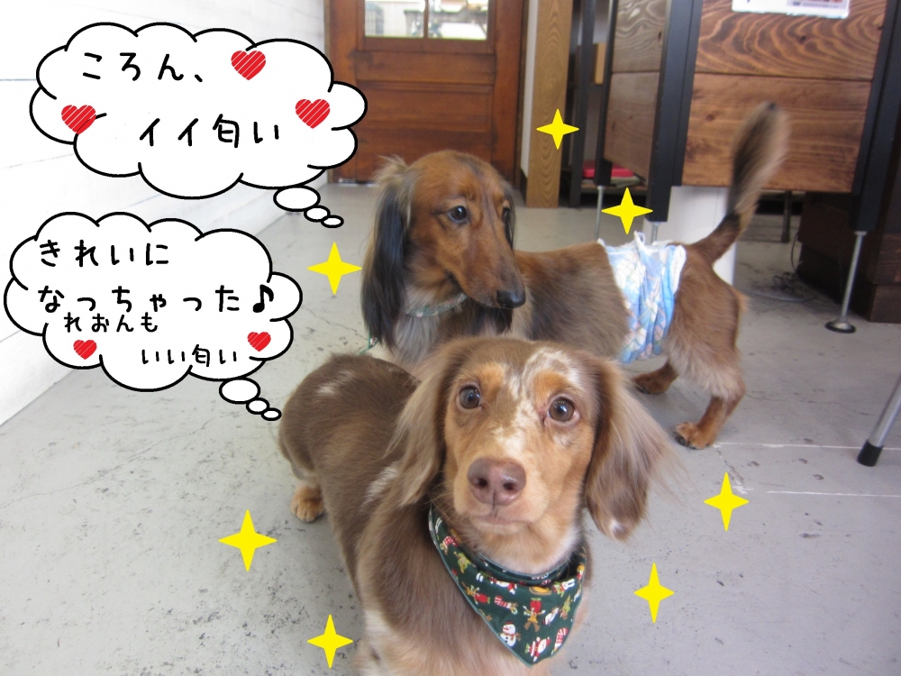 二人ミニチュアダックス