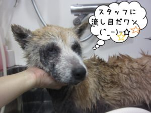 シャンプー中柴犬