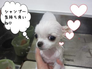 シャンプー中チワワ