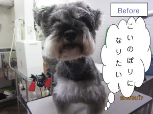 カット前Mシュナ