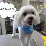 笑顔マルチーズ