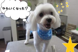 笑顔マルチーズ