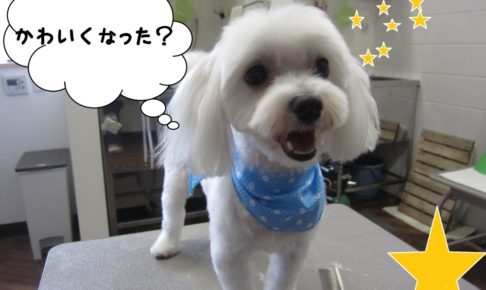 笑顔マルチーズ