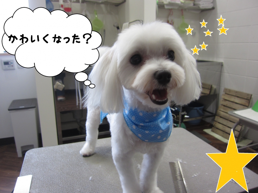 笑顔マルチーズ