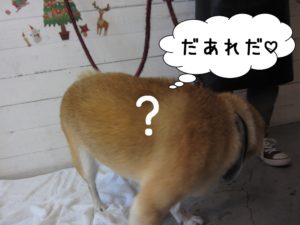 施術後柴犬