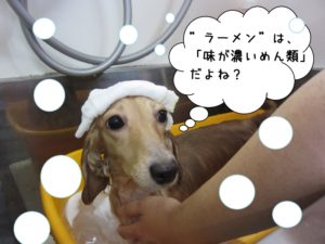 スパ中ミニチュアダックス