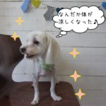 横顔マルチーズ