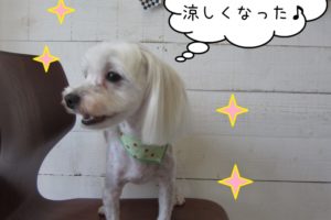 横顔マルチーズ