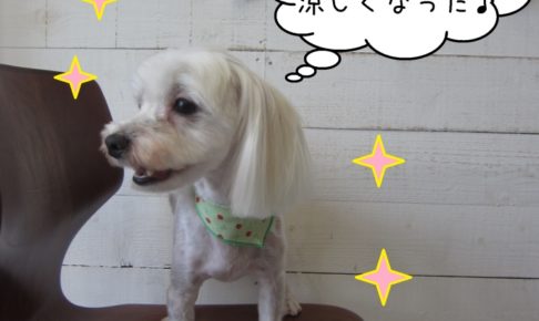 横顔マルチーズ